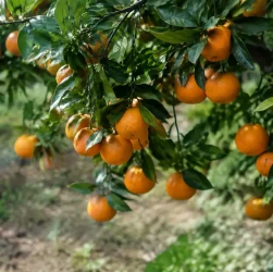 Branches chargees de fruits orange penchant vers le sol