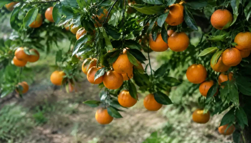 Branches chargees de fruits orange penchant vers le sol