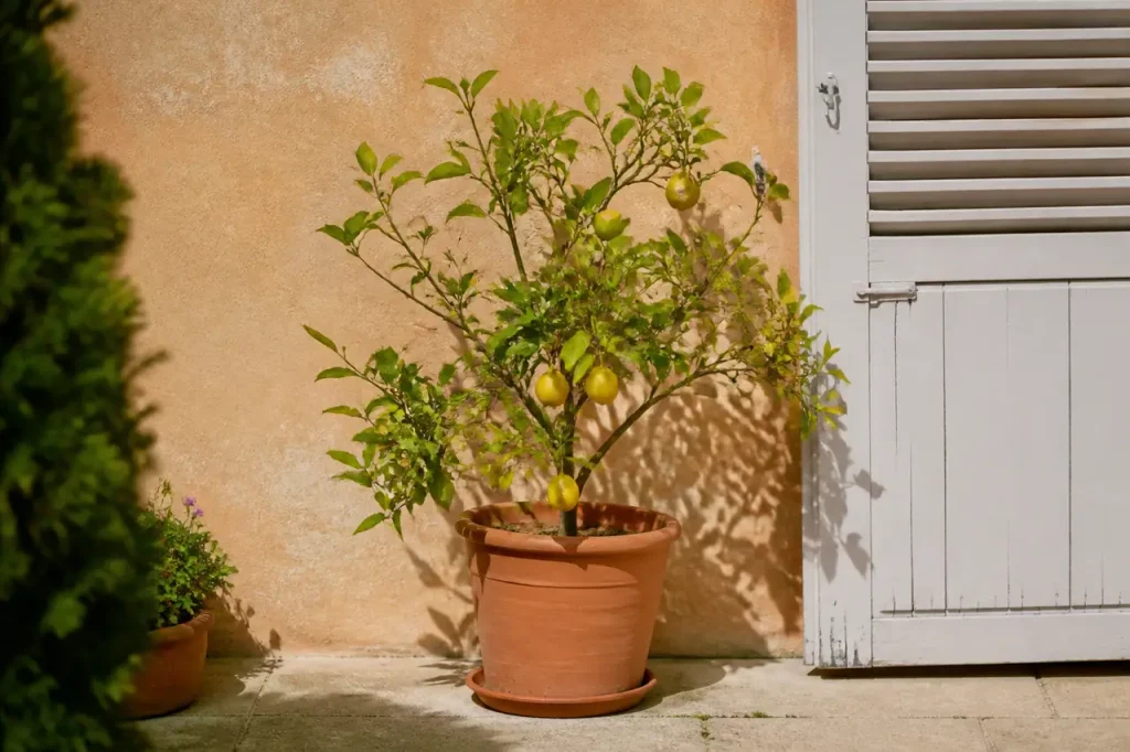 Citronnier en pot au soleil contre un mur sud