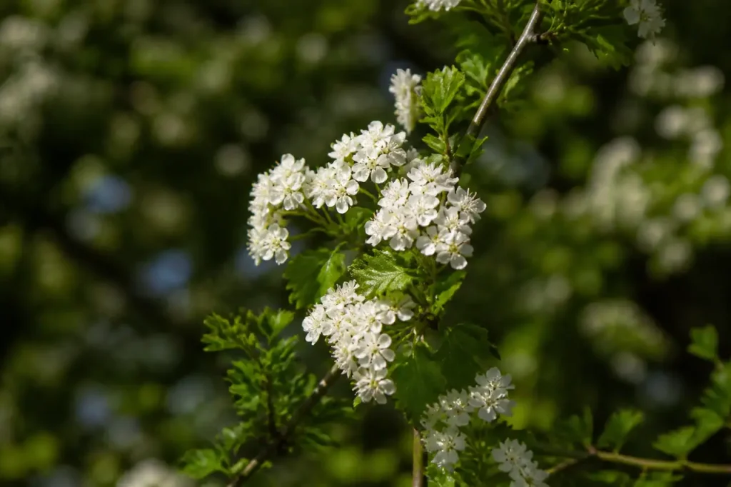 Grappes de fleurs blanches sur un rameau vert
