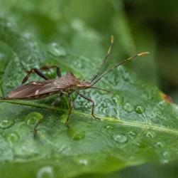 Un insecte brun pose sur une feuille verte humide
