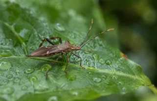 Un insecte brun pose sur une feuille verte humide