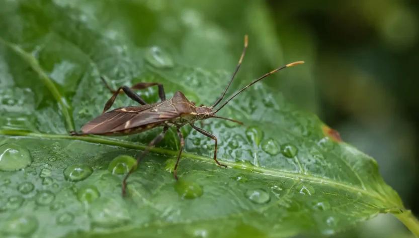 Un insecte brun pose sur une feuille verte humide