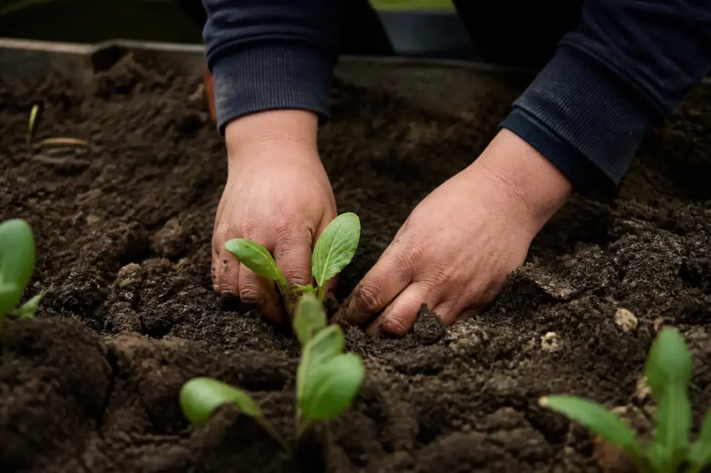 Mains plantant des jeunes plants dans une terre sombre