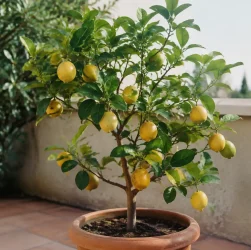 Petit arbre aux fruits jaunes pose sur terrasse