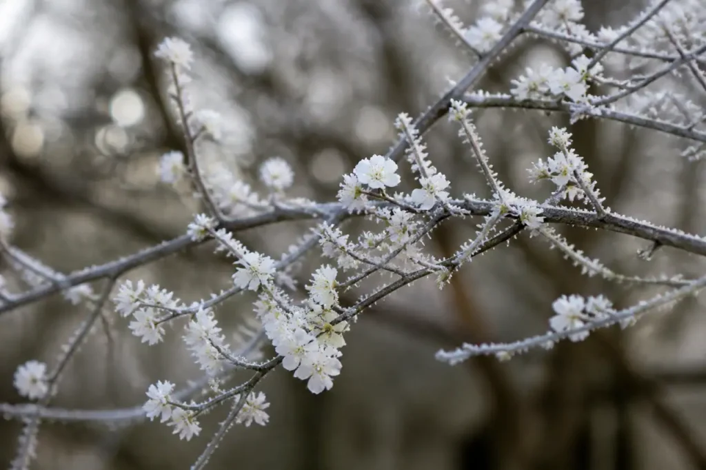Petites fleurs blanches sur branche couverte de givre